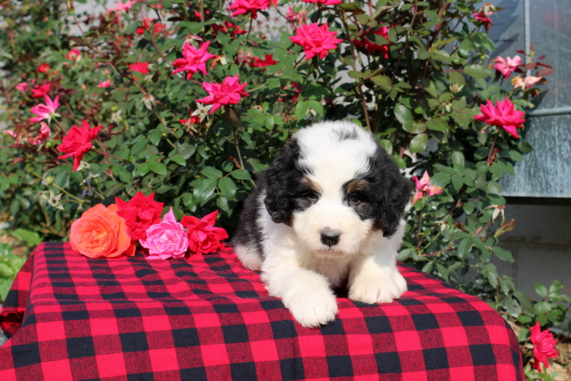 puppy, for, sale, Bernedoodle, Matthew B. Stoltzfus, dog, breeder, Gap, PA, dog-breeder, puppy-for-sale, forsale, nearby, find, puppyfind, locator, puppylocator, aca